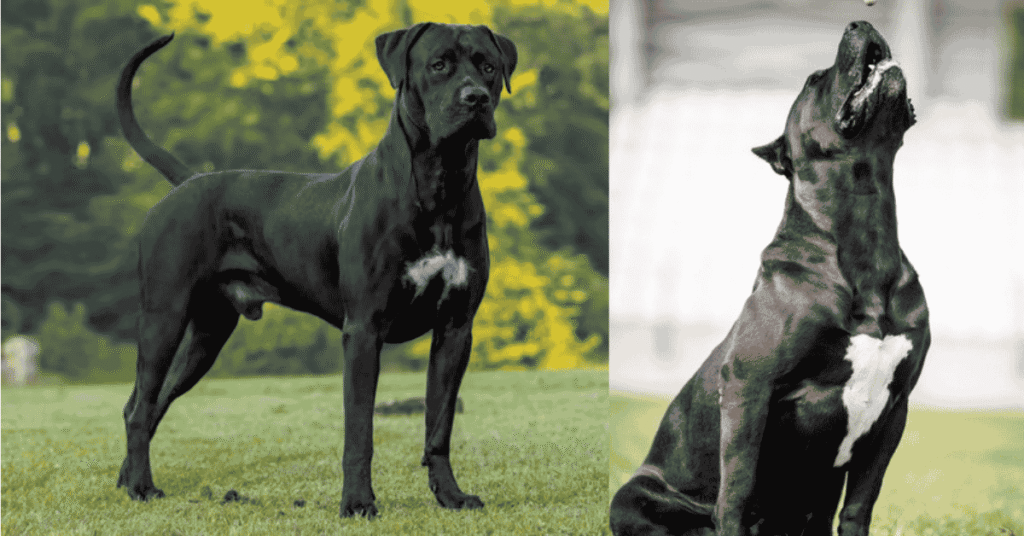 Presa Canario: The Complete 2026 Breed Guide presa canario
